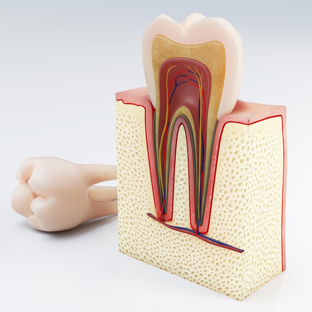 Root Canal Treatment in Adelaide